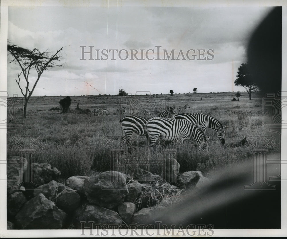 1962 Press Photo Zebras Graze During Men&#39;s Refuge Run - mja40739- Historic Images