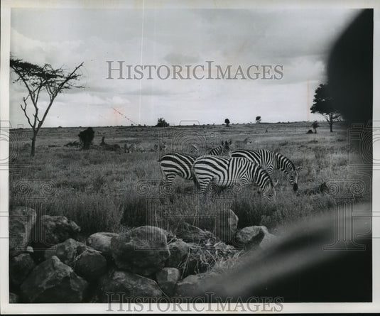1962 Press Photo Zebras Graze During Men's Refuge Run - mja40739- Historic Images