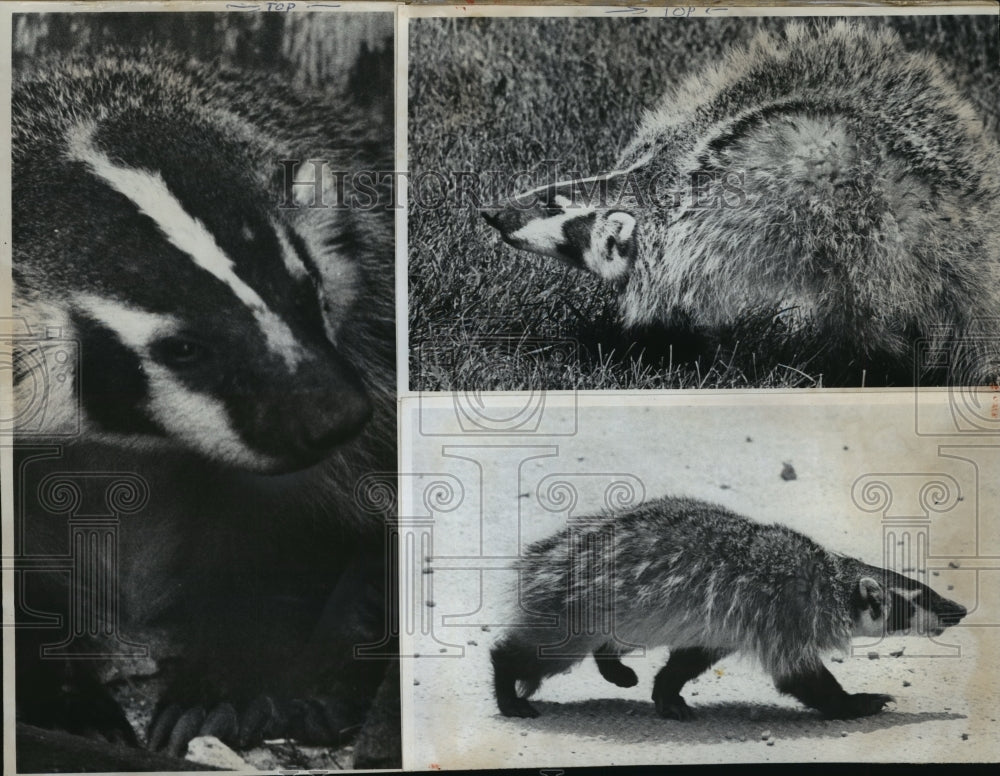 1970 Press Photo Wisconsin&#39;s state animal, the badger, near Monroe- Historic Images