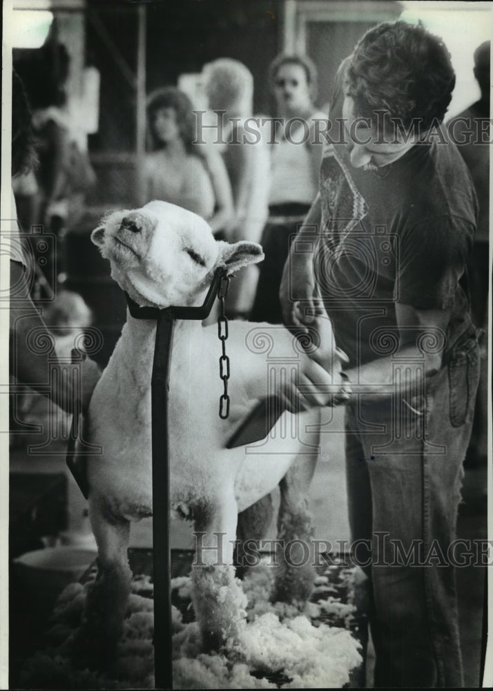 1982 Press Photo Terry Block brushed a sheep for State Fair&#39;s shearing contest- Historic Images