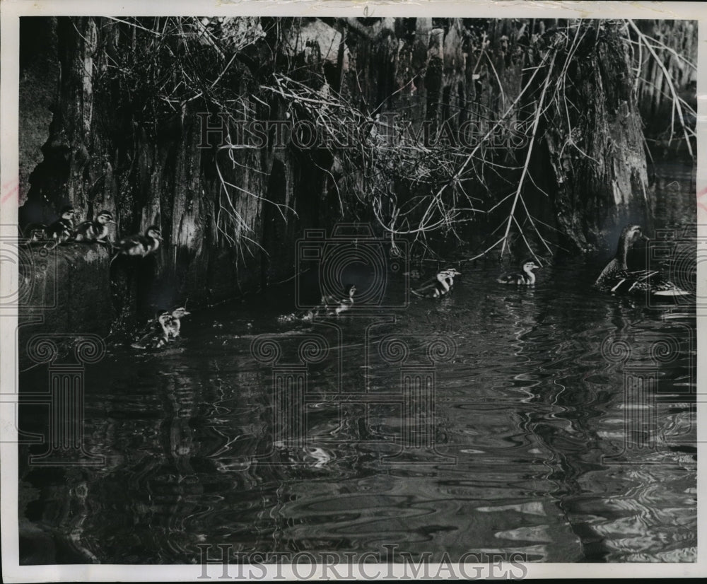 1963 Press Photo Ducklings Enter Milwaukee River After Their Mother Cee Gee- Historic Images