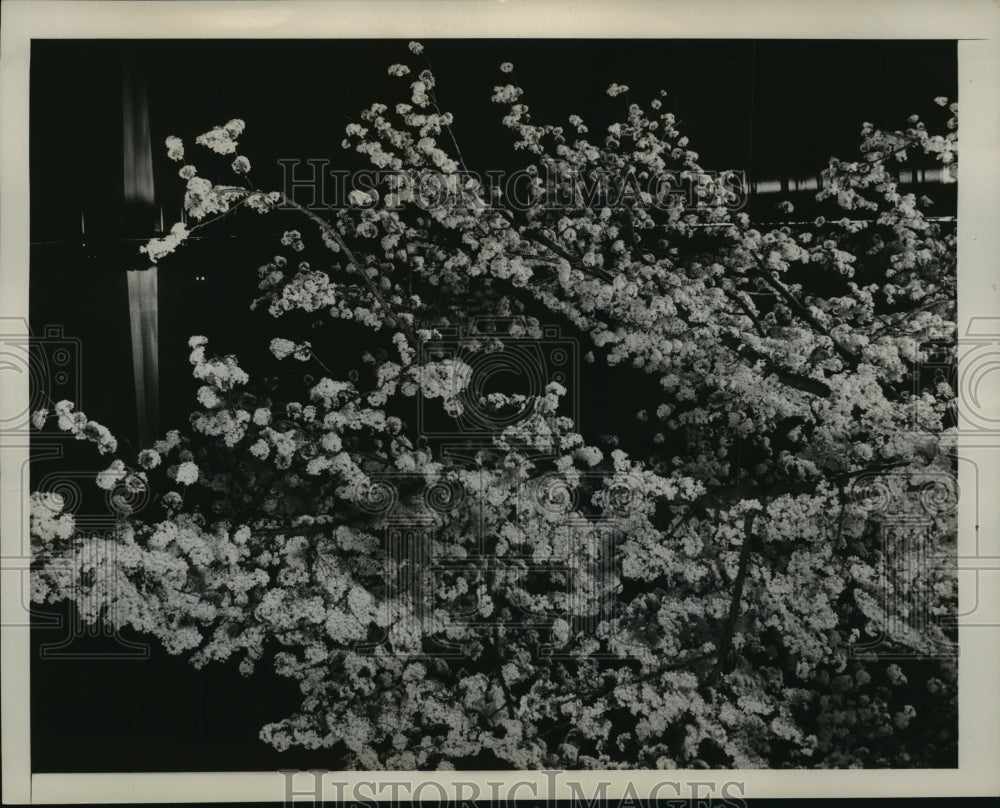 1941 Press Photo Spring Night in Washington, Cherry Blossoms mirrored in Potomac