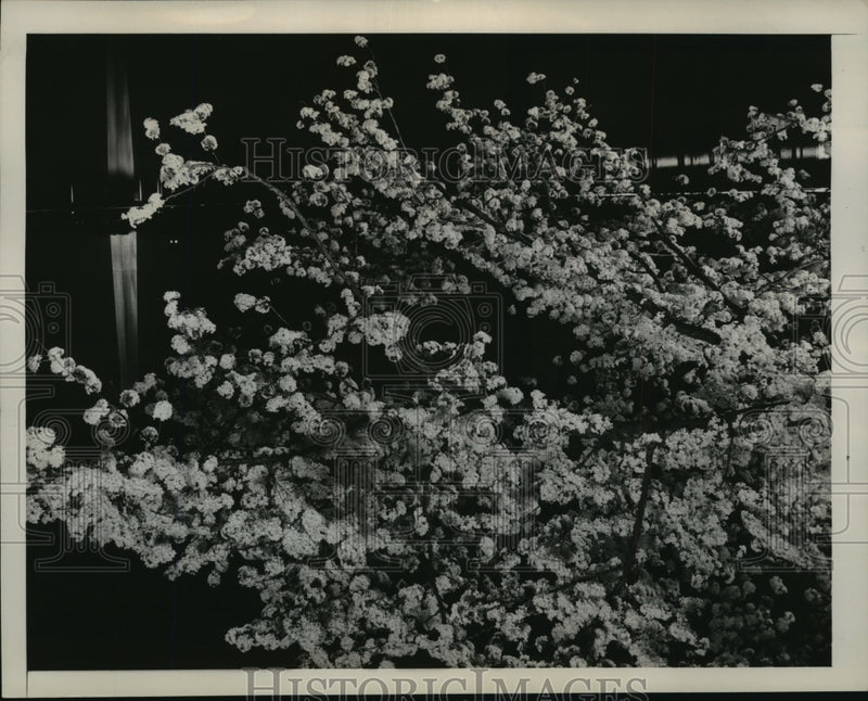 Load image into Gallery viewer, 1941 Press Photo Spring Night in Washington, Cherry Blossoms mirrored in Potomac
