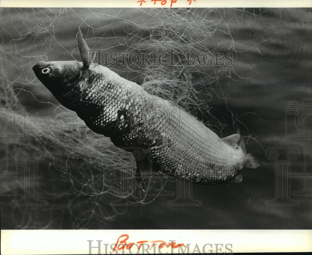 1980 Press Photo Mi. DNR-A whitefish pulled on board a boat on Lake Michigan- Historic Images