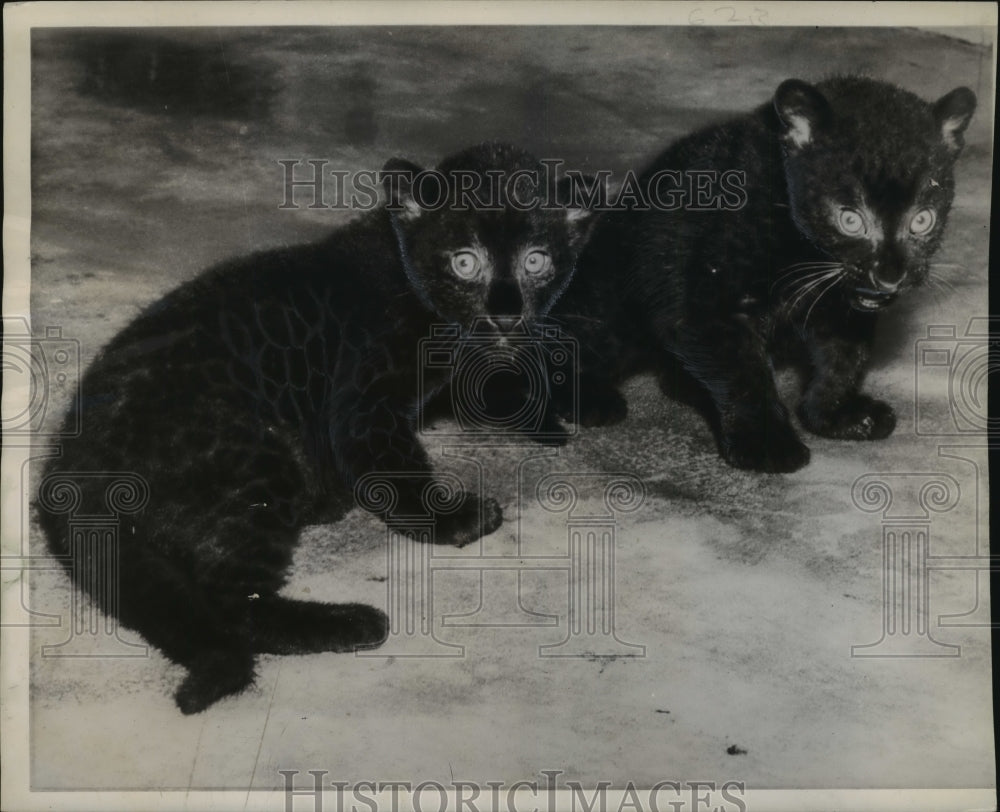 1943 Press Photo These two black leopards, animals, are at the Bronx zoo, N.Y.- Historic Images