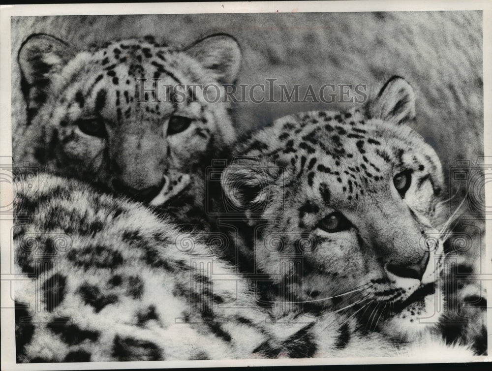 1975 Press Photo The mysterious and least known Asiatic cats is the snow leopard- Historic Images