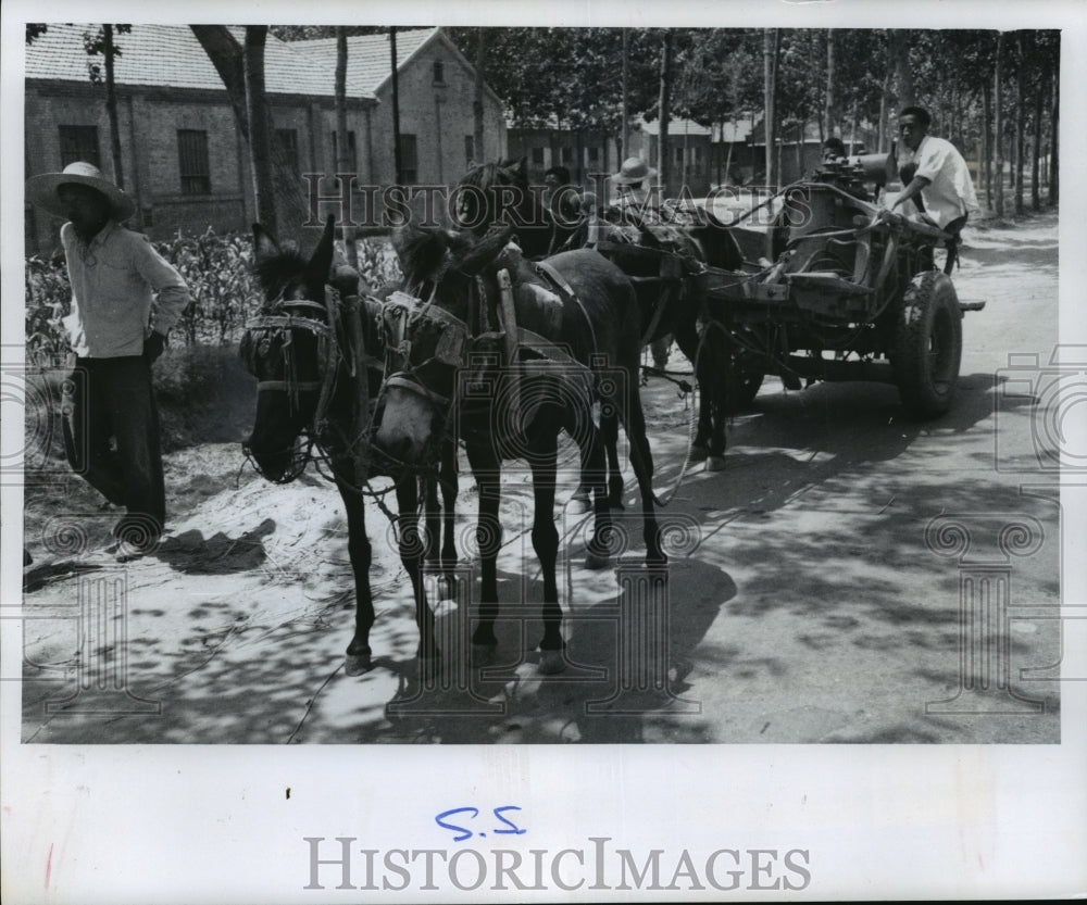 1975 Press Photo Draft Animals Hauling Materials Around Commune in Honan - Historic Images