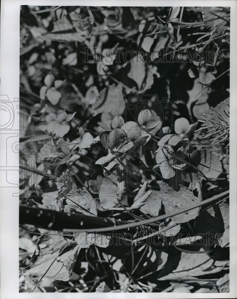 1971 Press Photo Wild Flowers at Harrington Beach State Park in Wisconsin- Historic Images