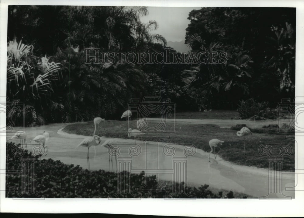 1989 Press Photo Flamingos in Honolulu Zoo in Kapiolani Park by Diamond Head- Historic Images