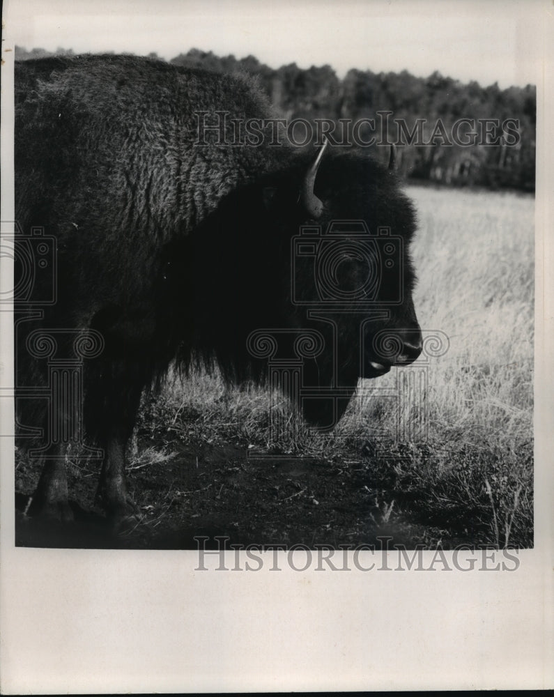 1982 Press Photo Sweetgrass Buffalo in Wood Buffalo Park, Alberta, Canada- Historic Images