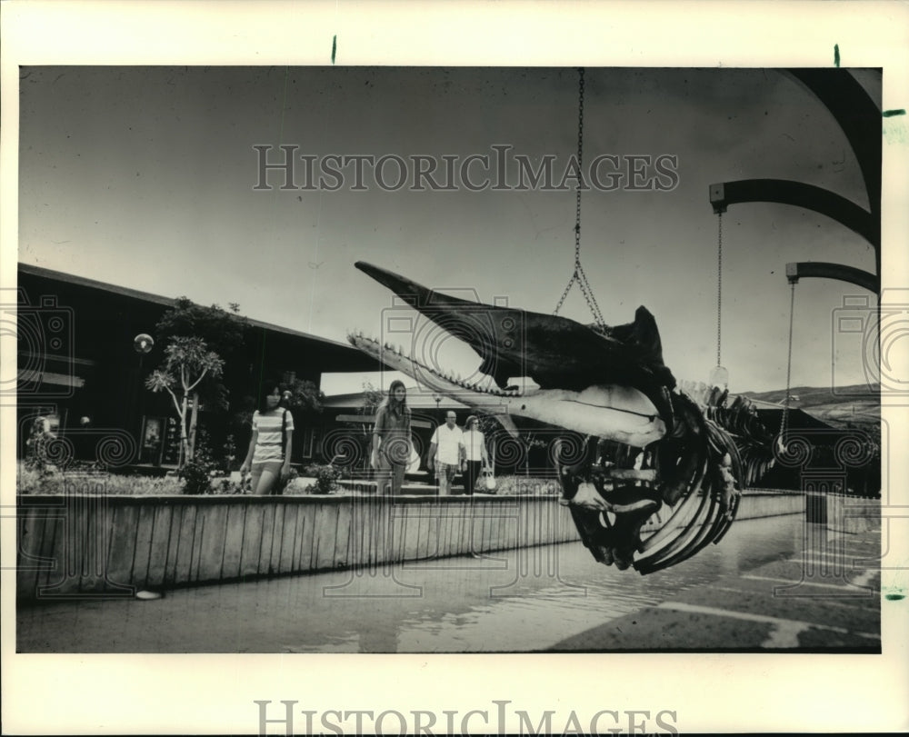 1987 Press Photo Whale Skeleton Outside Whaler&#39;s Village- Historic Images