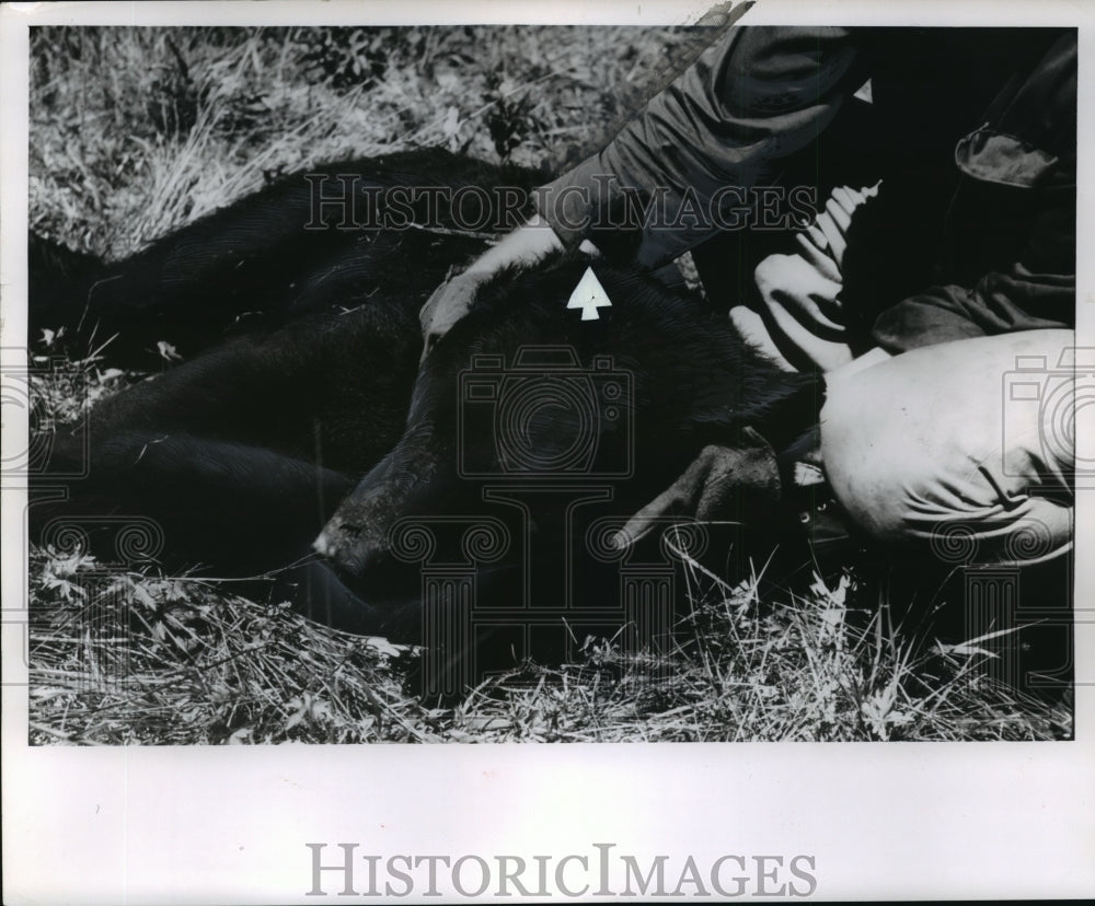  Press Photo Wisconsin Conservation Department Attaching Tag to Bears Ear- Historic Images