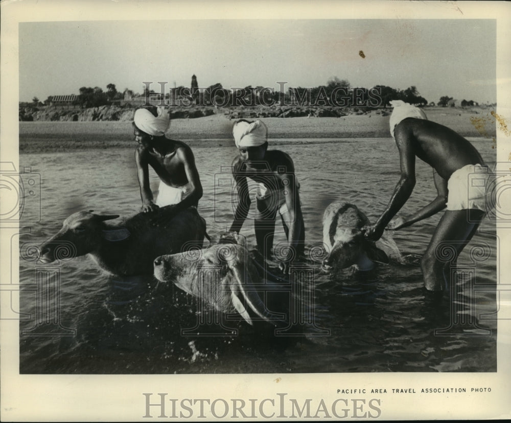 1963 Press Photo Water buffalo bath in river with owners in India- Historic Images