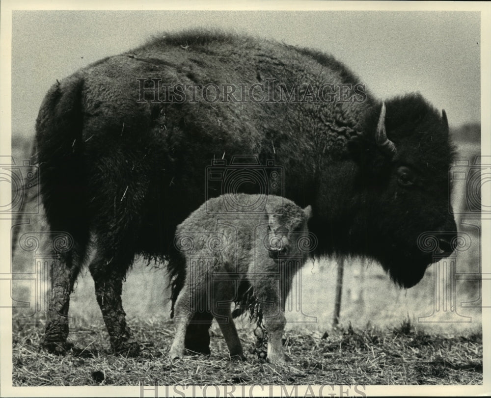 1986 Press Photo A mother buffalo and her offspring in Chippewa County MIchigan- Historic Images