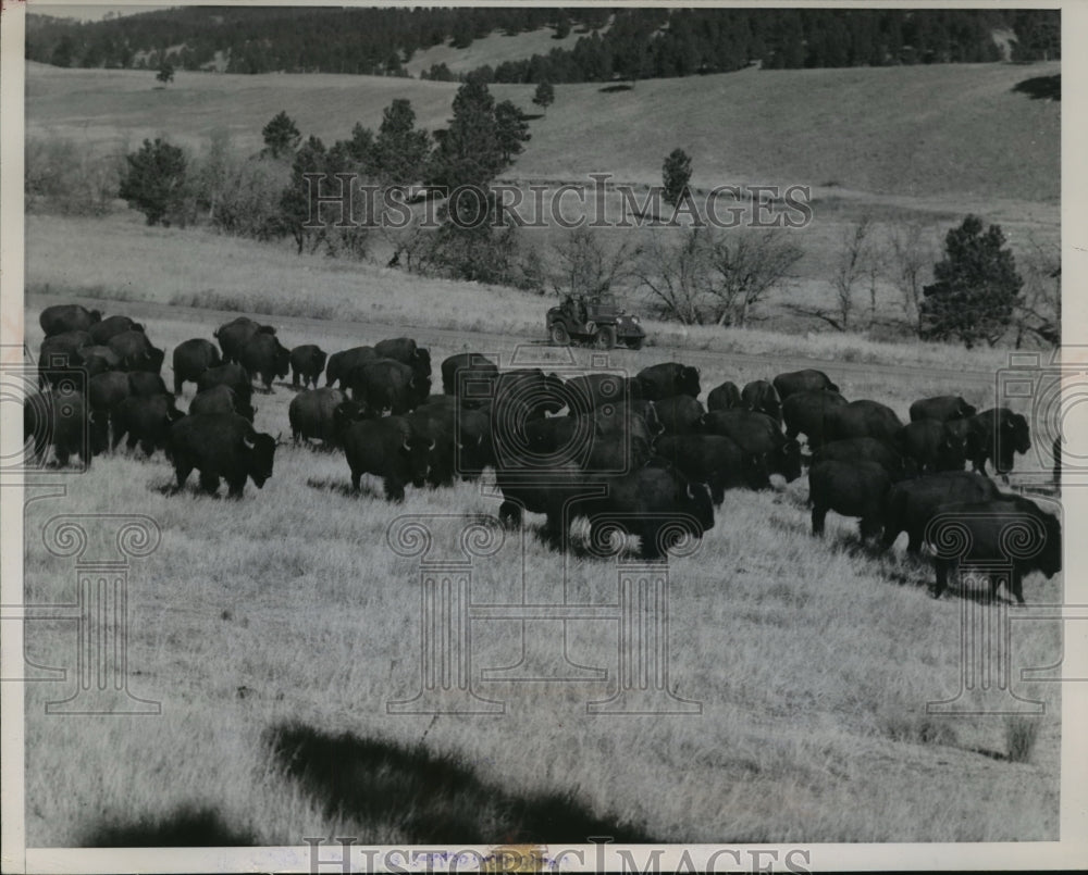 1951 Press Photo Buffalo being rounded up in South Dakota&#39;s Custer State Park- Historic Images