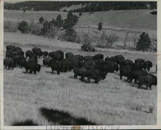 1951 Press Photo Buffalo being rounded up in South Dakota's Custer State Park- Historic Images