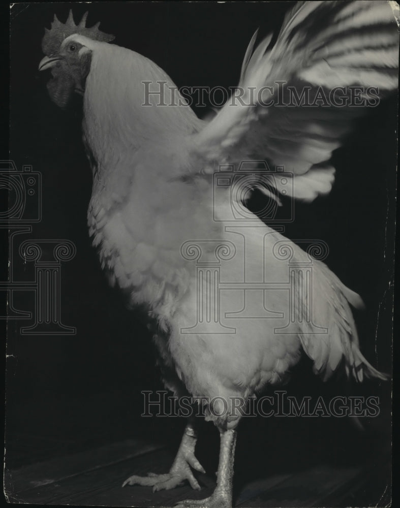 1952 Press Photo 10 Pound Yearling Chosen as Best Cockerel in American Class- Historic Images