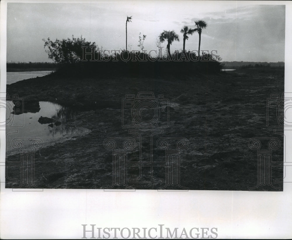 1967 Press Photo Previously Underwater Land Now Dry Due to Florida Drought