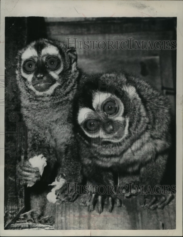 1959 Press Photo Two Lemurs Startled By Photographer in London Zoo- Historic Images