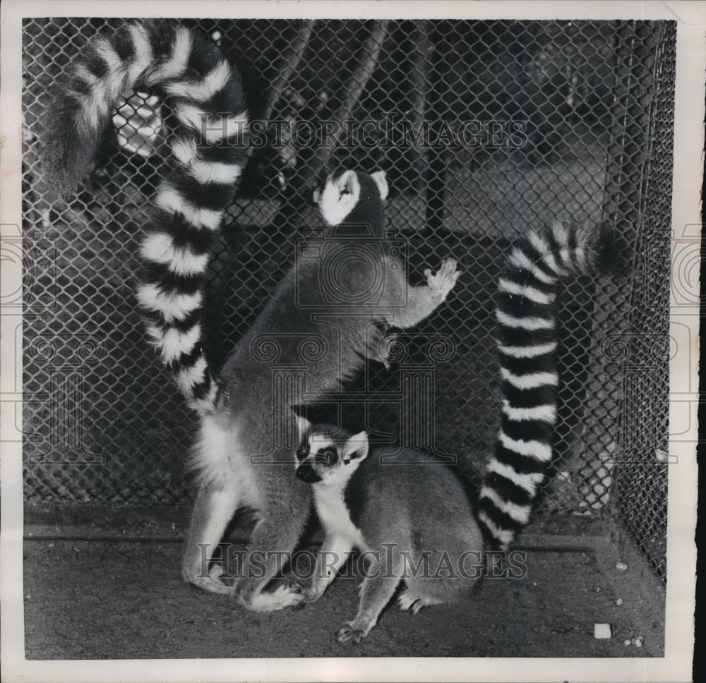 1957 Press Photo Lemurs from Madagascar in a zoo in Hamburg, Germany- Historic Images
