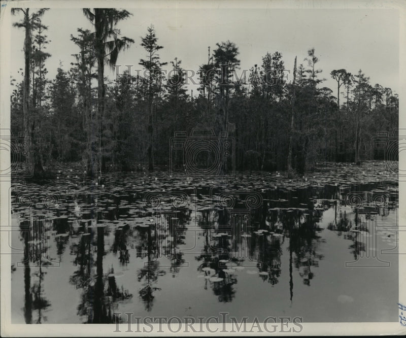 Load image into Gallery viewer, 1947 Press Photo Okefenokee in Georgia - mja67425
