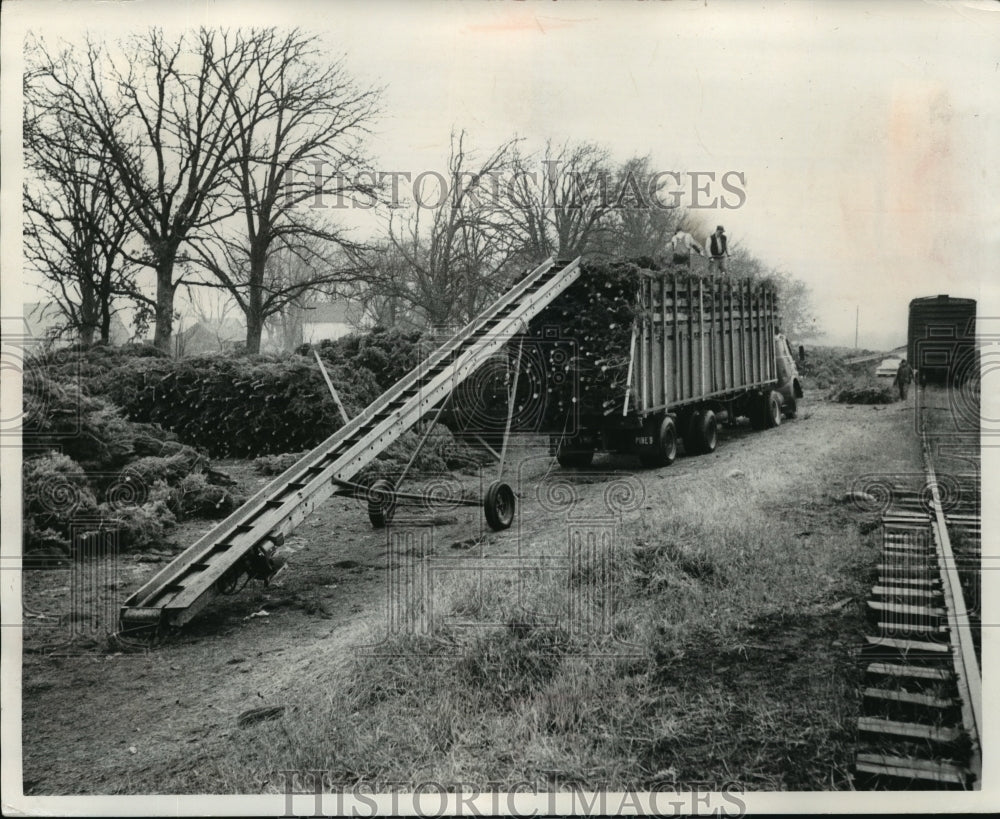 1968 Press Photo Christmas Trees Are Loaded Onto A Semitrailer At Wild Rose,Wis.- Historic Images