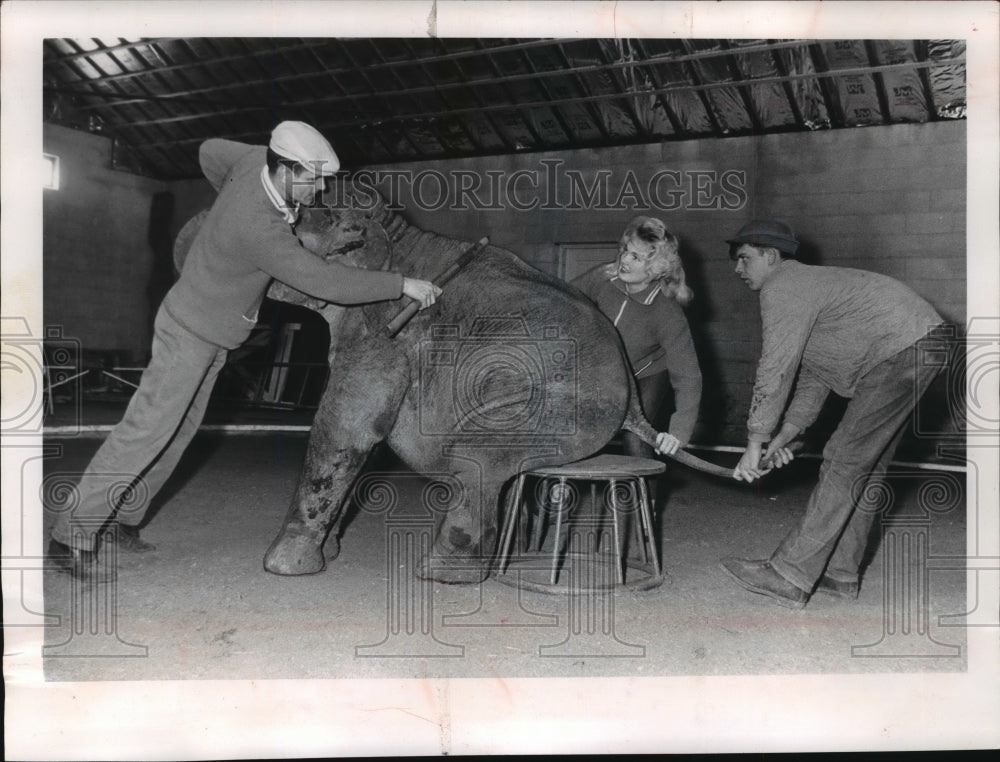 1963 Press Photo Elephant learning to sit winter quarters of W. W. Deppe circus- Historic Images