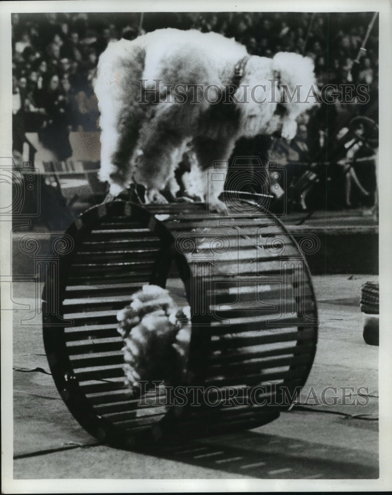 1965 Press Photo The Hilanos Circus Poodles in Their Two Man Orbit- Historic Images