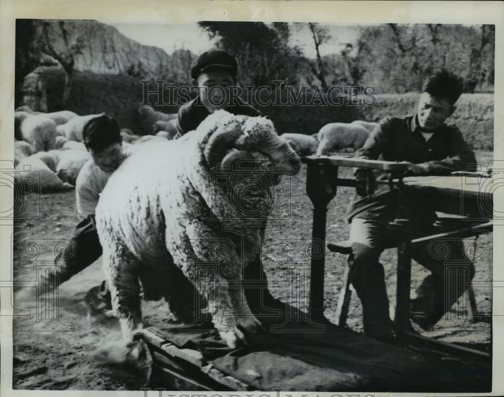 1962 Press Photo A Ram is Weighed in Sinkieng China- Historic Images