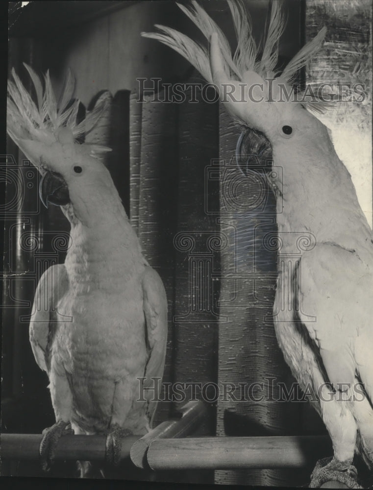 1954 Press Photo Toby, a sulfa crested cockatoo is turning 2 years old. - Historic Images