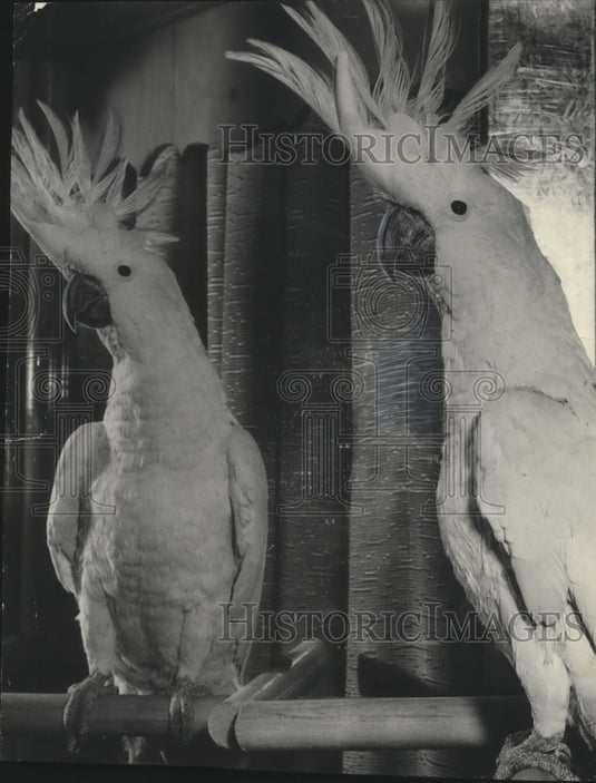 1954 Press Photo Toby, a sulfa crested cockatoo is turning 2 years old. - Historic Images