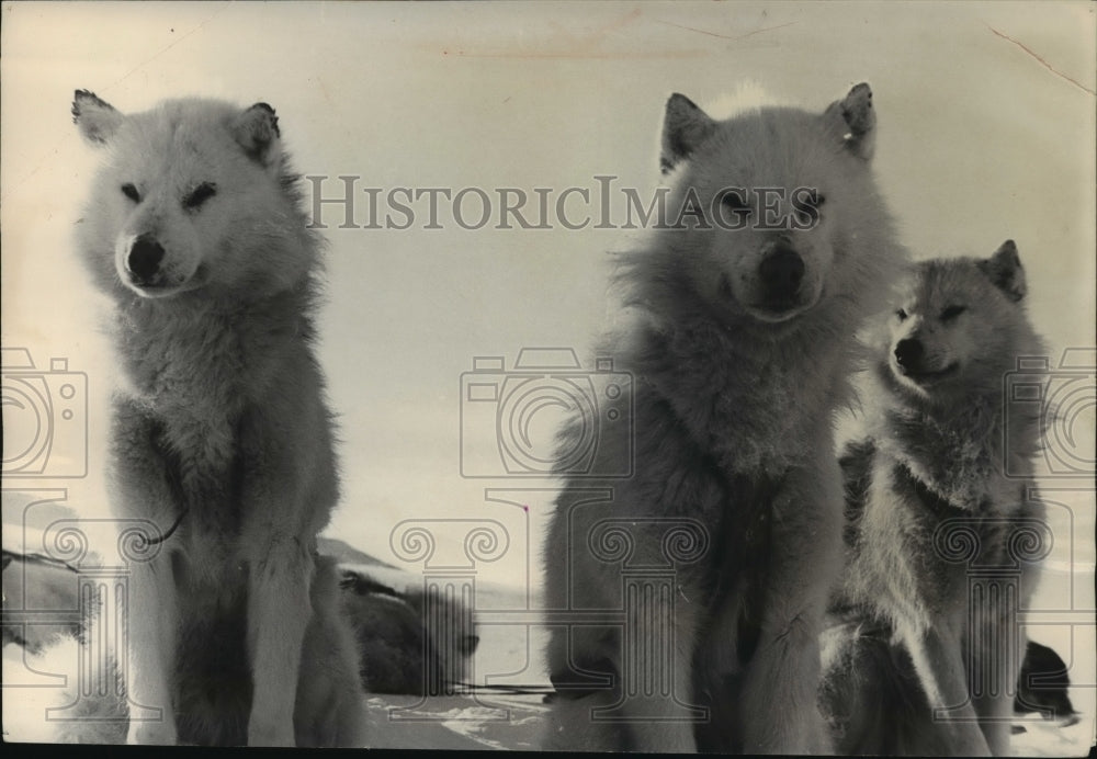 1955 Press Photo Average Husky Weighs Between 60 and 100 Pounds- Historic Images