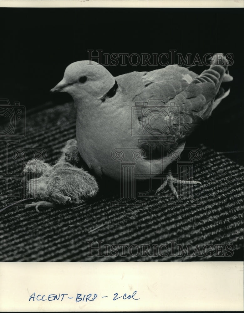 1984 Press Photo A mother ring dove and her two hatchlings rest together- Historic Images