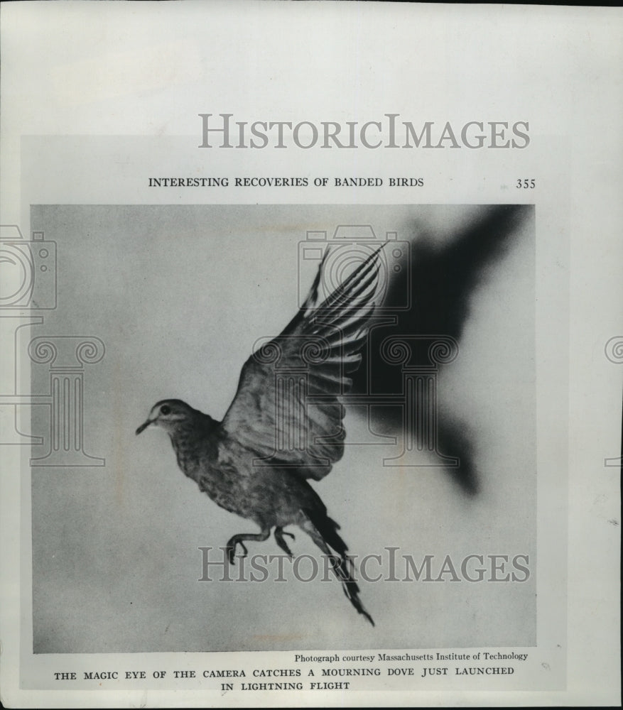 1971 Press Photo Mourning dove is caught on camera in mid-flight- Historic Images