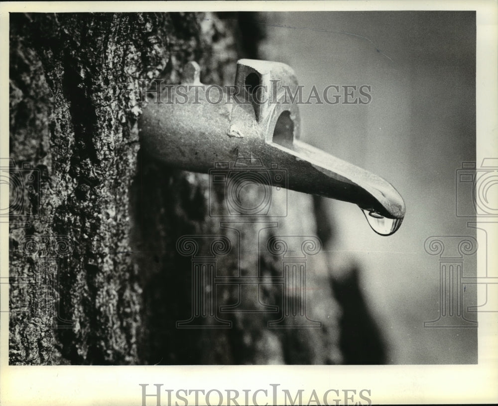 1981 Press Photo Drop of sap in a tree tap at Reynolds Sugarbush, Wisconsin- Historic Images