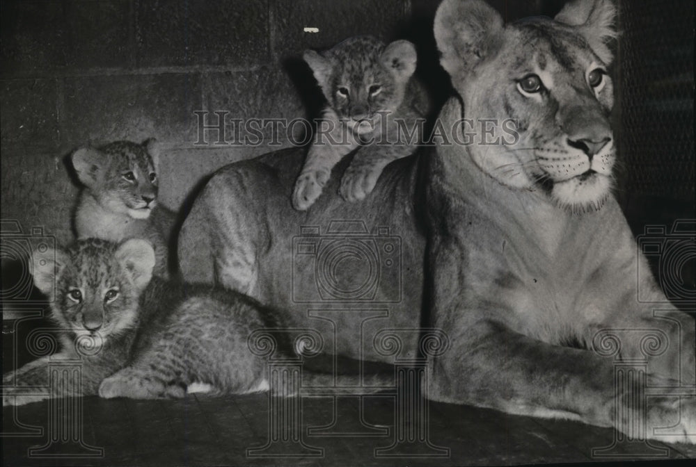 1952 Press Photo Playful kittens and mother keeping an alert lookout at the zoo- Historic Images