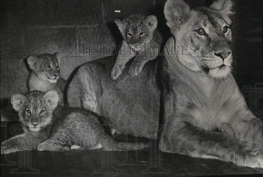 1952 Press Photo Playful kittens and mother keeping an alert lookout at the zoo- Historic Images