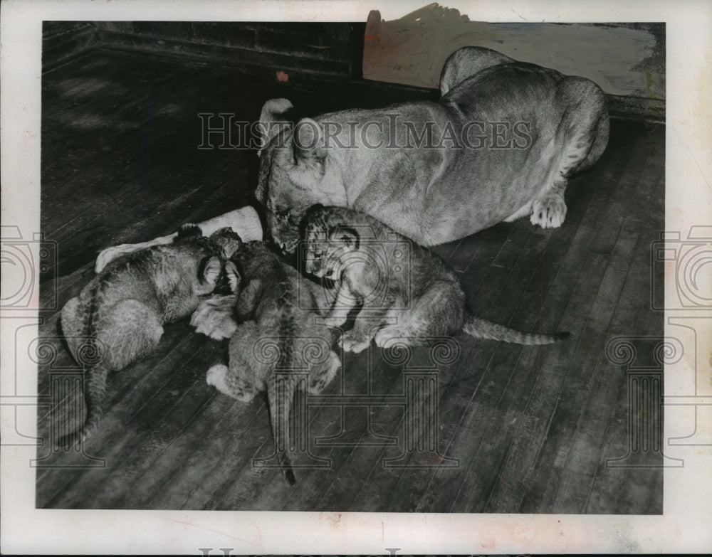 1952 Press Photo Mrs. Lion and her three kiddies eat without worry- Historic Images