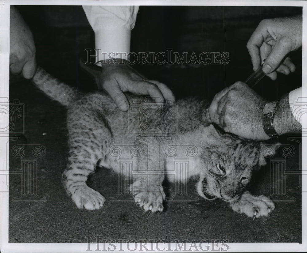 1954 Press Photo Lion Cubs at Milwaukee Zoo get vaccinated - mja78019- Historic Images