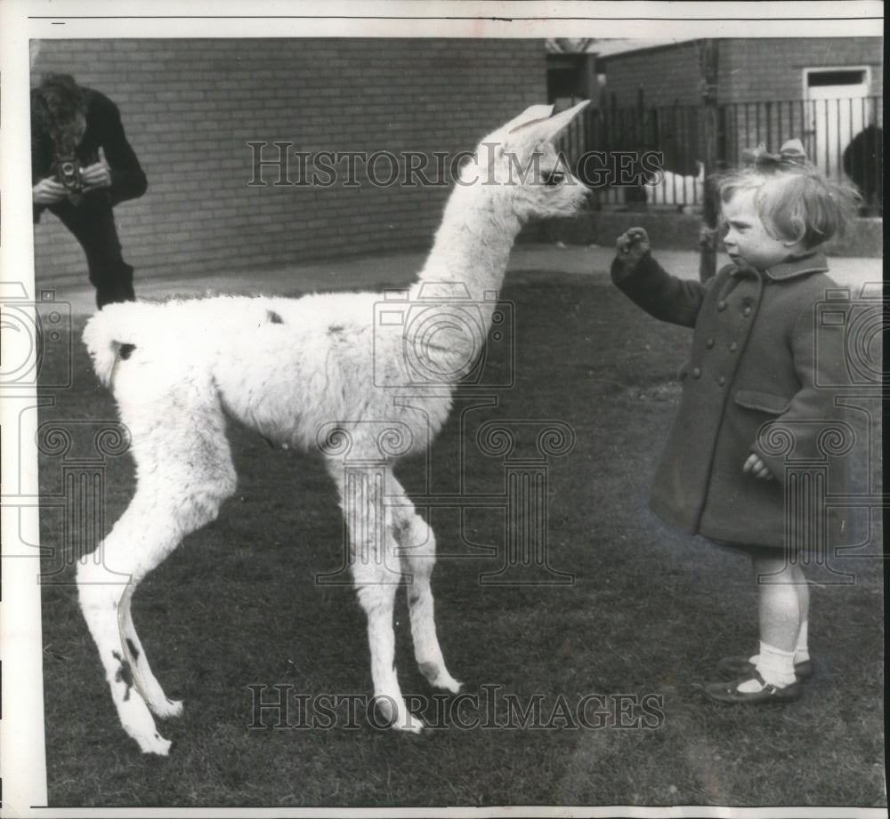 1961 Press Photo Jennifer Lain meeting a young llama at the Whipsnade Zoo- Historic Images