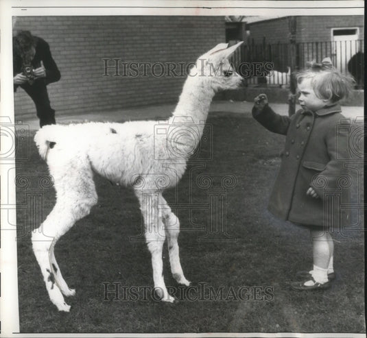 1961 Press Photo Jennifer Lain meeting a young llama at the Whipsnade Zoo- Historic Images