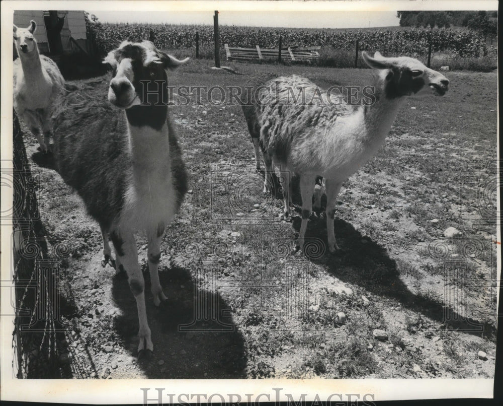 1977 Press Photo Llamas bred by Stuart Shadel near Johnstown Center, Wisconsin - Historic Images