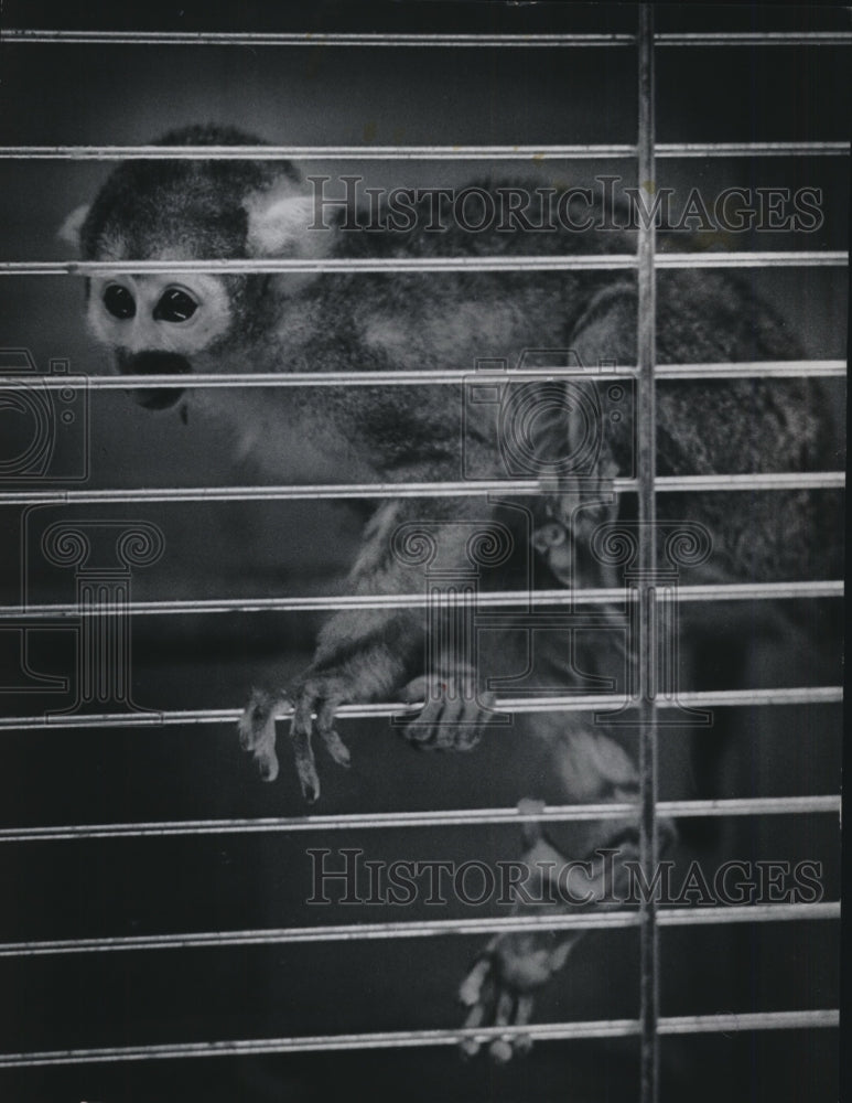 1974 Press Photo Monkey in a Milwaukee pet shop- Historic Images