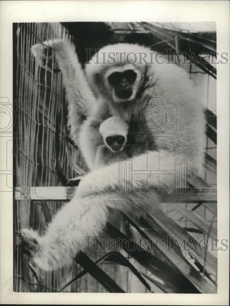 1941 Press Photo Gibbons at the Free Range Primate Colony on Santiago Island- Historic Images