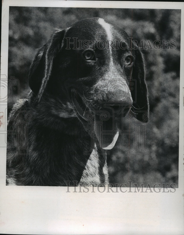 1971 Press Photo German shorthaired pointer "Snoopy" at Wisconsin Humane Society