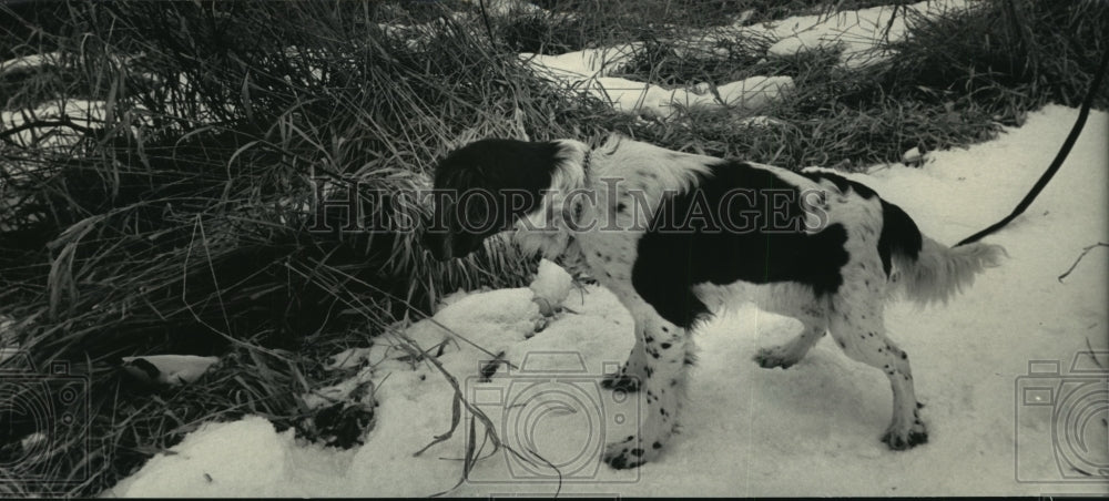 1987 Press Photo Catja Pointed at a Pigeon Hidden in the Grass- Historic Images