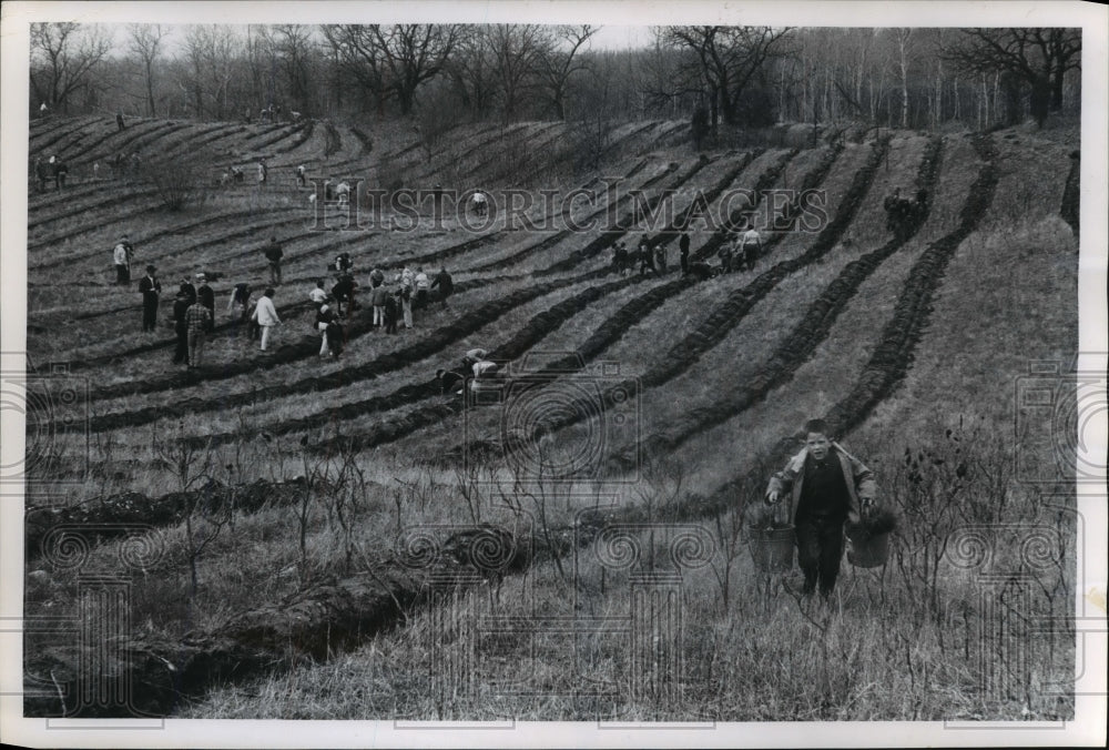 1964 Press Photo Boy Scouts &amp; Other Clubs Plant Trees in Kettle Moraine Forest- Historic Images