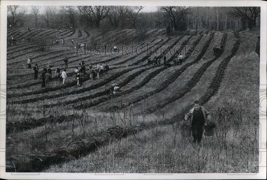 1964 Press Photo Boy Scouts & Other Clubs Plant Trees in Kettle Moraine Forest- Historic Images