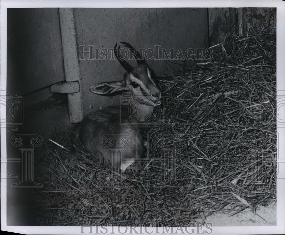 1956 Press Photo A young antelope at the zoo in Brookfield, Illinois- Historic Images