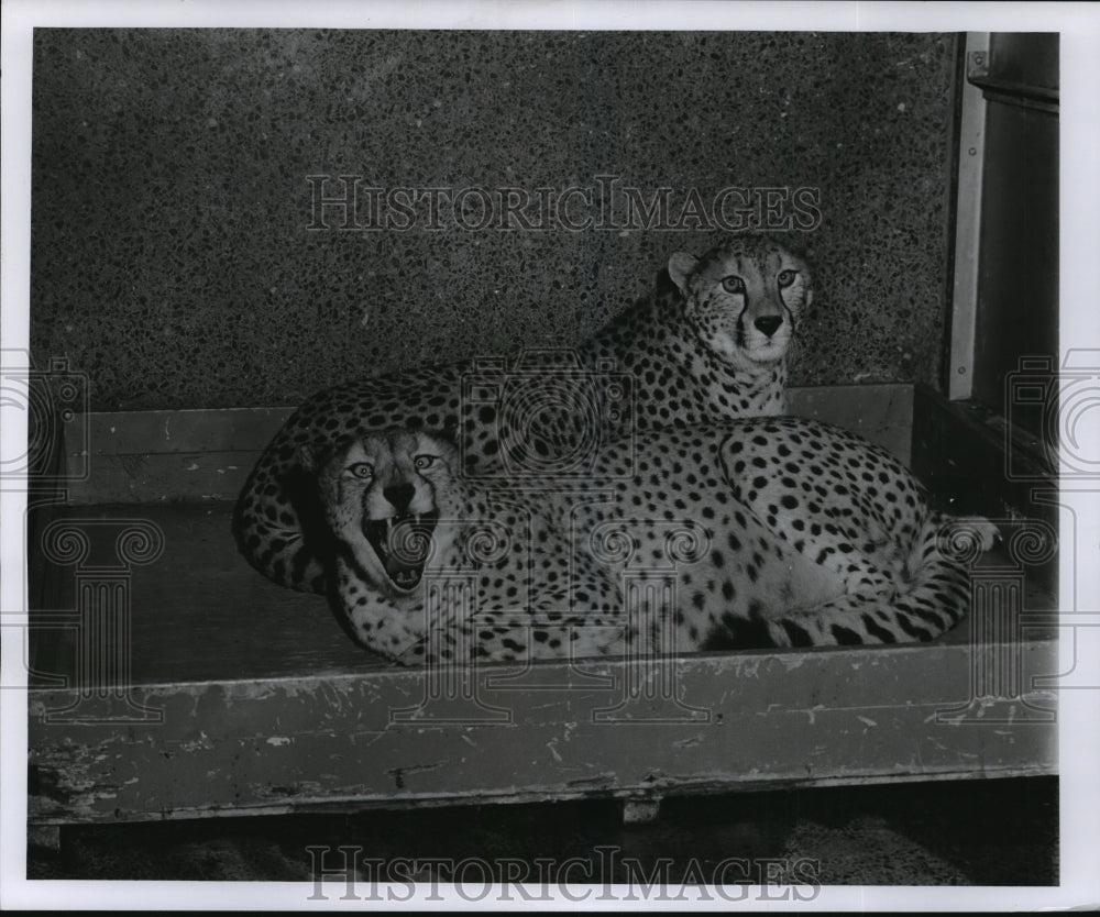 1956 Press Photo Illinois-Brookfield Zoo-Cheetahs - mja85204- Historic Images